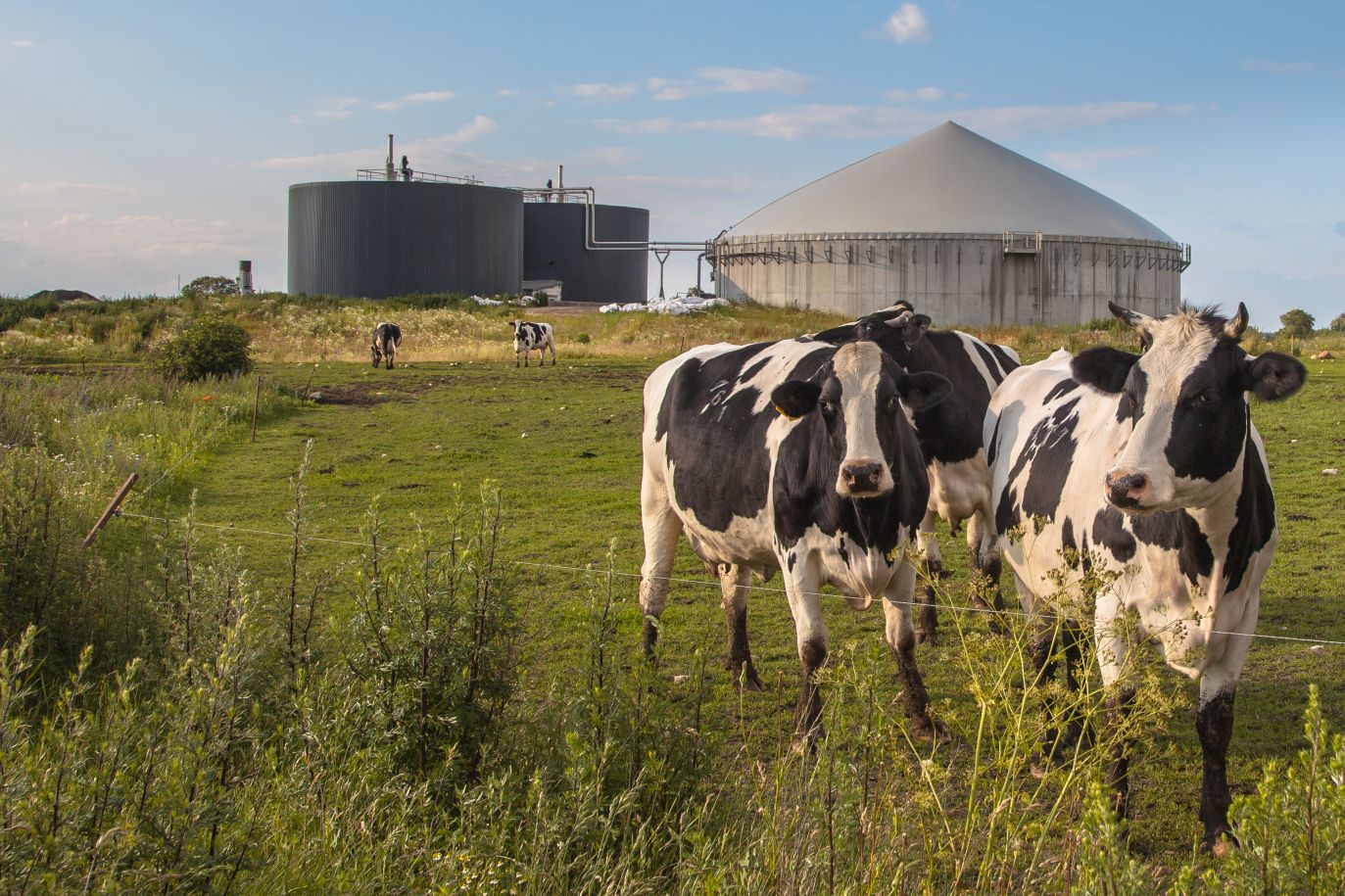 Biogáz körkép 2025: Trágyából várat, avagy a biogázban rejlő potenciál a klíma és ESG célok elérésében.